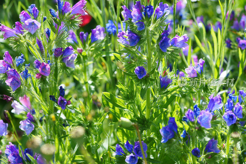 Echium vulgare花